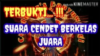 KICAU BURUNG CENDET BERKUALITAS JUARA