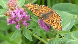 Heath Fritillary, seen at Senne (a wetland nature reserve) in Slovakia