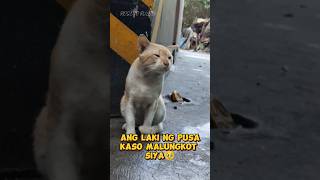 malungkot si meow meow #shorts #youtubeshorts #catlover #trending #viral #amazing #satisfying