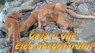 Registros incríveis de uma família de Jaguarundis ou Gatos Mouriscos