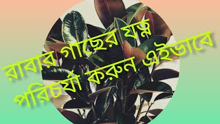 How To Grow And Care Rubber Plant/রাবার গাছের কীভাবে চারা তৈরি করবেন