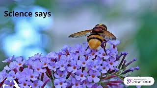 Honey Bees In Quran.