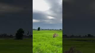 Tornado in Cambodia #tornado #cambodia #windows #green #nature #naturelovers