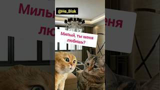 Два кота о любви #двакота #мем2024 #юмор2024 #catsshorts