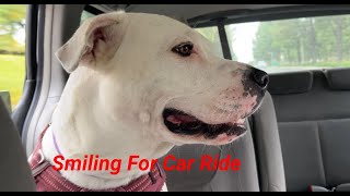 149. Happy Pitbull's Car Ride 09/15/2024  #pitbull