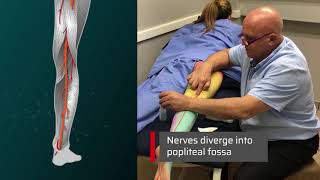 Locating and Treating the Sciatic Nerve - Neural Surface Anatomy Series - Stimpod NMS460