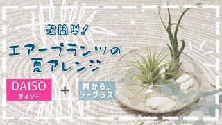 【エアープランツ】【ダイソー】超簡単！エアープランツの夏アレンジ