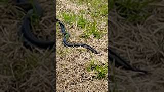 Accoppiamento in diretta bisce ! Mating snakes Sardinia Italy