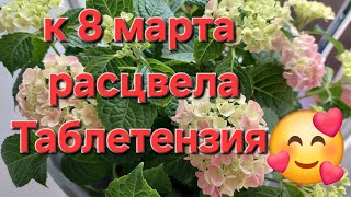 Цветение гортензии Таблетензия к 8 марта🌸