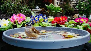 Wild birds bathing in my garden. #sparrows bathing #wildbirds #birdbathing