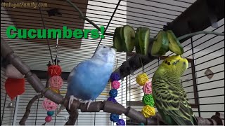 How to Feed Budgies Cucumbers - Best Vegetables Feeding for the First Time, Parakeet Care UK