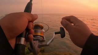 SCREAMING DRAG!!! (SHIMANO REEL SEDONA 6000)  6.8KG HUGE BARRACUDA HOOK UP