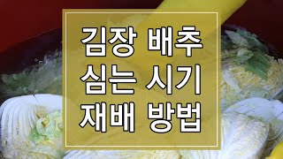 2023년 김장 배추 심는 시기 및 재배방법 알아보기 (7월부터 준비하세요)