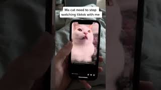 My cat needs to stop watching tiktok with me