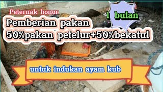 1bln menggunakan pakan 50%(ayam petelur)+50%(bekatul)