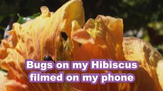 Bugs on my Hibiscus.