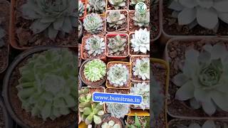 Cactus and Succulent Stocks 🌵💚#chennaiplantshopping #exoticplants #gardening #leomovie