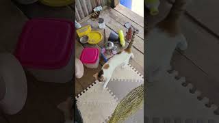 TAK SUKA KUCING AKHIRNYA TERPAKSA JUGA SUKA