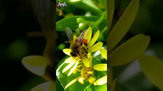 AwA Critter Clip: European Honey Bee with Corbiculae #shorts #bee #bug