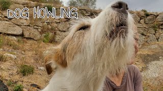 Dog HOWLING to communicate with neighbor #shorts