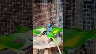 Papugi aleksandretty chińskie i większe #birds #aviary #parrot #aviarylife #animals #parakeet