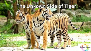 The Unkown Side of Tiger #Tiger #Wildlife #NatureDocumentary #Predator #BigCat #WildlifeConservation