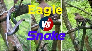 Eagle killing a Cobra on a tree