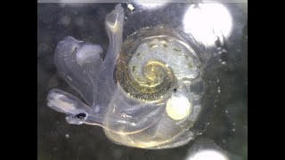 Atlantidae spp. (holoplanktonic gastropod) 바다나비고둥 류의 1종 (2개체)