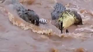 WILD ANIMALS CROCODILE'S Jaw Dropping zebra Encounter in WILD Nature