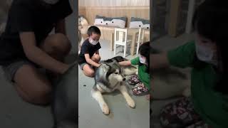 The huskitory in Melaka, 参观马六甲 huskitory. Fun playing with husky #Shorts