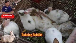 Rabbits family, baby rabbit, RABBIT RAISING! How to become successful. bunny cute. pet & animals