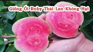 Cây Ổi Ruby Giống Chuẩn Ruột Đỏ, Không Hạt Trồng được Trong Chậu Chỉ 6 tháng ra quả