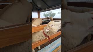 Kambing lucu minta dot #viral #shorts #dombagarut