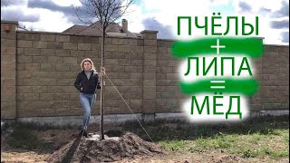 ПЧЁЛЫ НА ФЕРМЕ | САЖАЕМ ЛИПУ