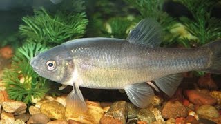 Species Profile # 35: The Fathead Minnow (Pimephales promelas)