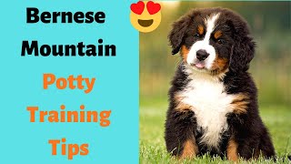 How to Potty Train Your Bernese Mountain Dog? Bernese Potty Training Tips