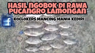 Hasil mbolang ngobok di rowo pucangro lamongan