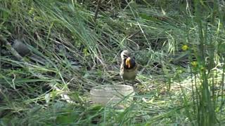 Варакушка(ест мучника). Bluethroat.