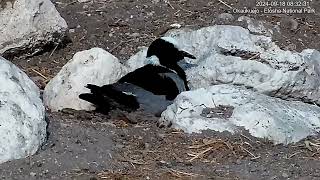 Lapwing Newly Hatched Chick!  Waiting on Sibling to Hatch!!!