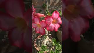 beautiful adenium flowers 🌺🌺