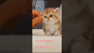 Aww cute and adorable kitten #shorts #youtubeshorts #trending #tiktok #compilation #viral #2021 #pet