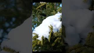 Snow on Leafs