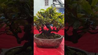 Mẫu Đơn Bonsai Mini Bóng Dáng Đẹp #shorts