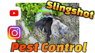 Slingshot pest control