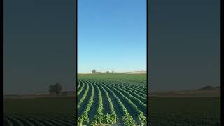 Last time cultivating the beans for the year! #shorts #farming #agriculture #farm #tractor #farmer