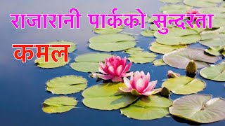 Beautiful Lotus | राजारानीमा फुलेका सुन्दर कमल फुल