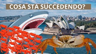 Ecco cosa sta succedendo in Australia: è scioccante! #australia