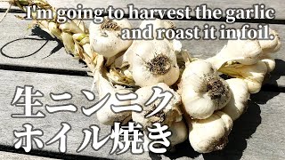 ニンニクの収穫とホイル焼き。I'm going to harvest the garlic and roast it in foil.