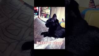 My cat’s story #pets #trendingshorts #foryou