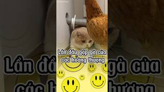 Lần đầu gặp gà của các hoàng thượng | hài hước mọi lúc #shorts #funny